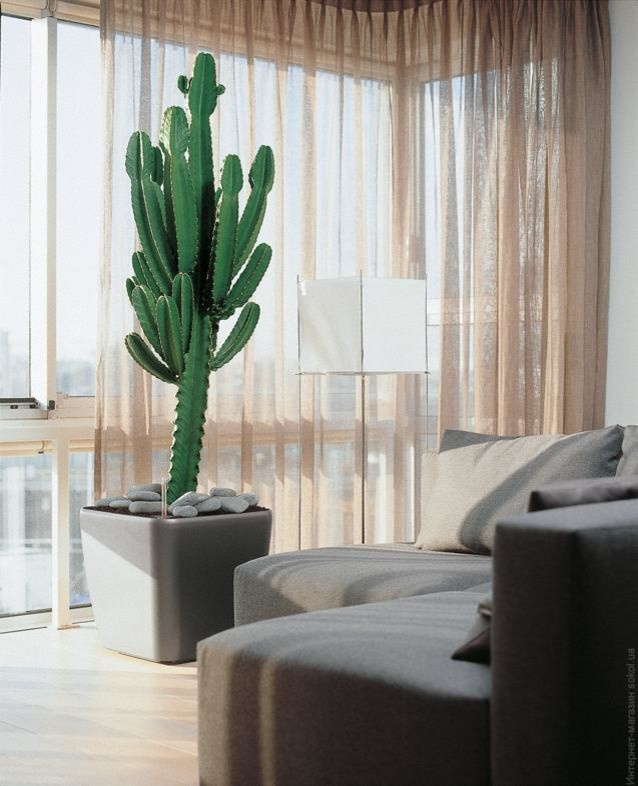 Композиция с комнатными растениями