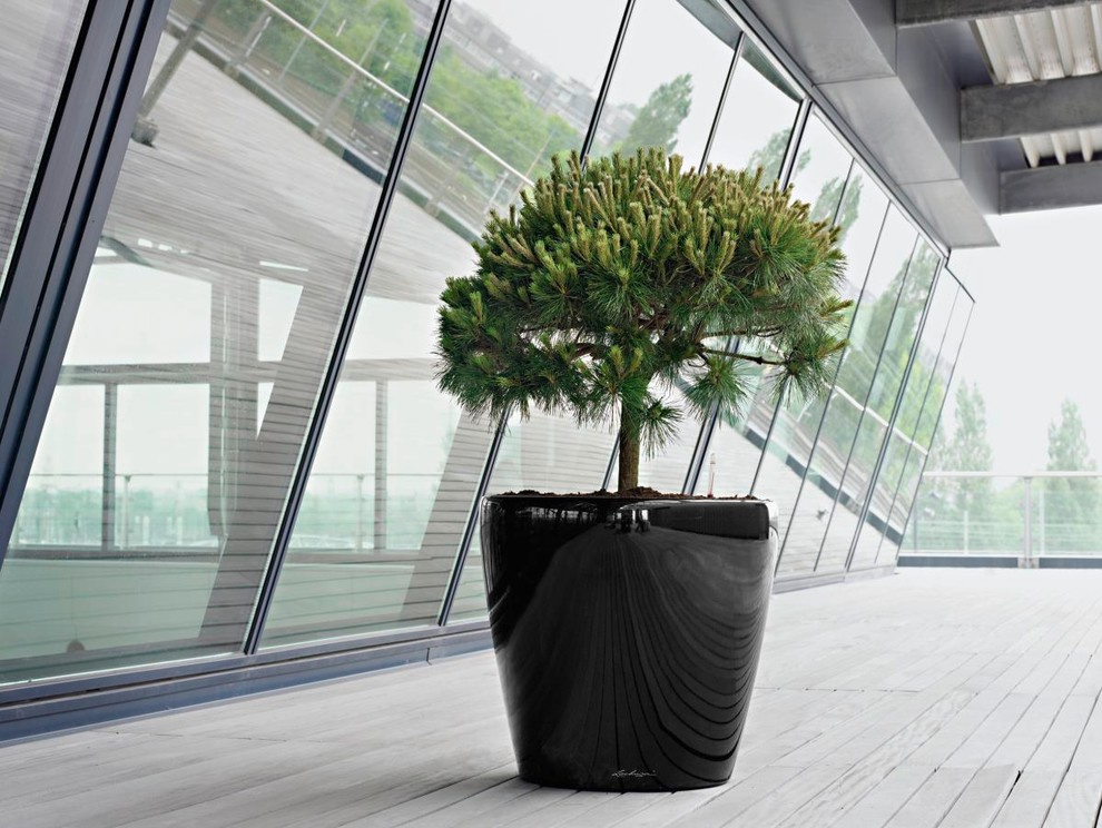 Композиция с комнатными растениями