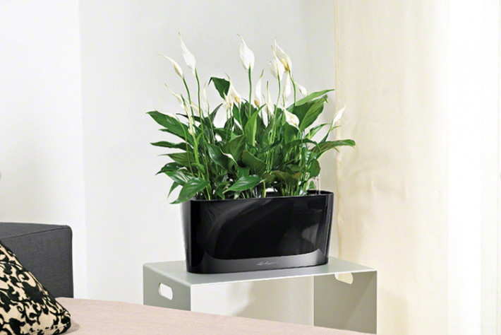 Композиция с комнатными растениями