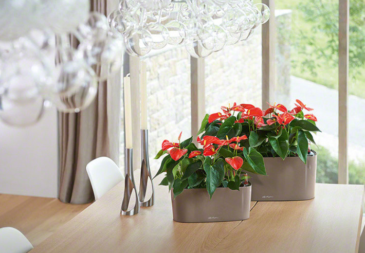 Композиции с комнатными растениями