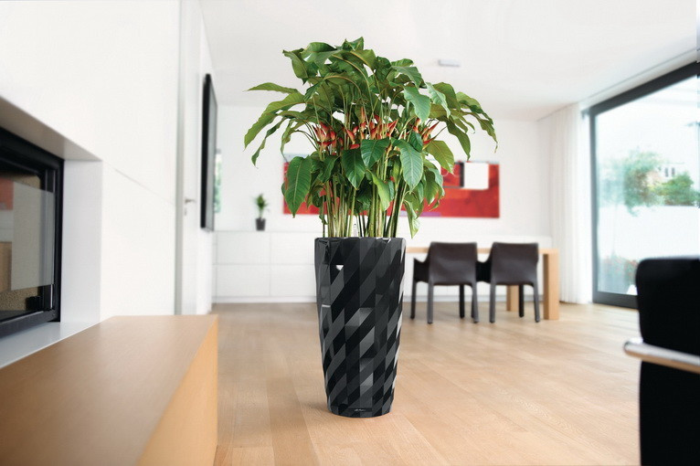 Композиции с комнатными растениями