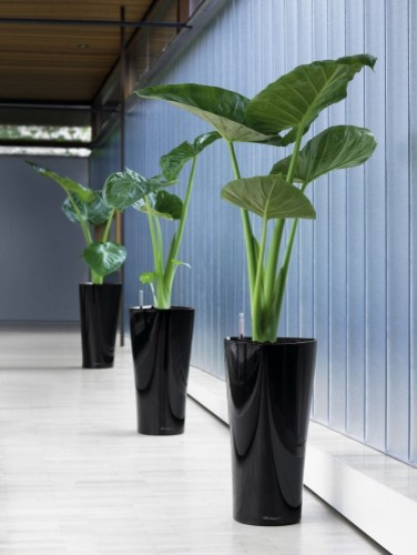 Композиции с комнатными растениями