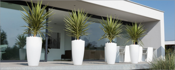 Композиции с комнатными растениями