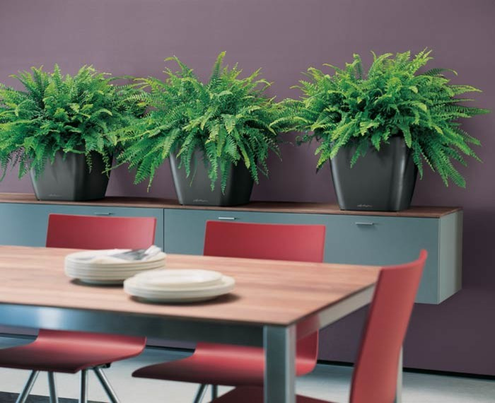Композиции с комнатными растениями