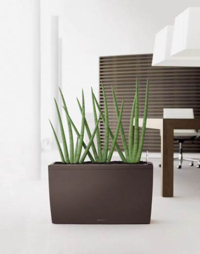 Композиции с комнатными растениями