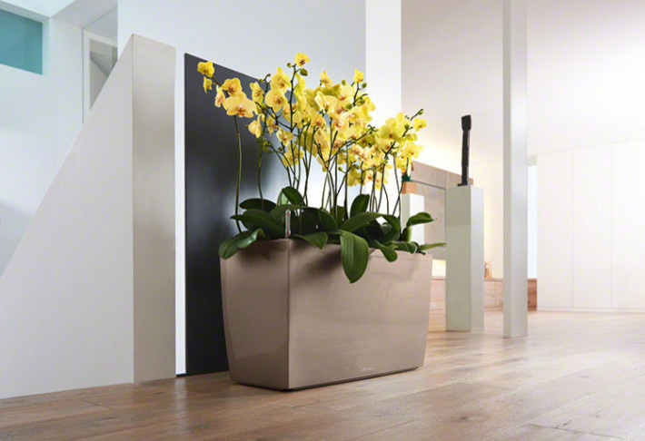 Композиции с комнатными растениями