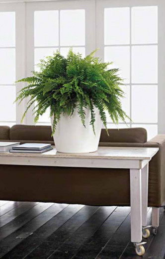 Композиции с комнатными растениями