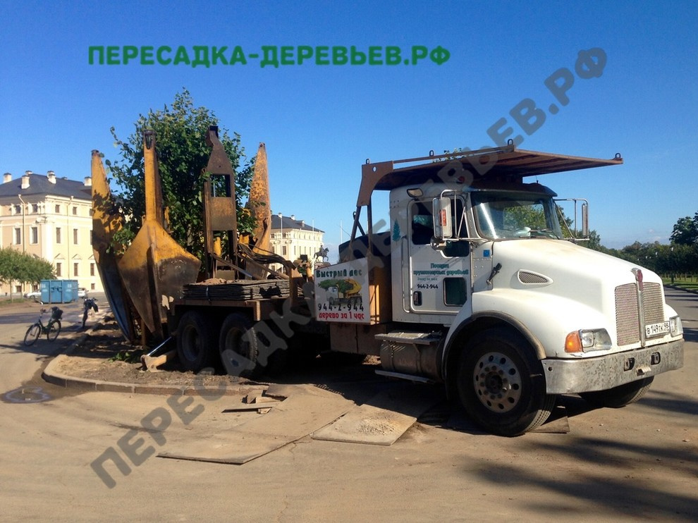 Посадка и пересадка крупномерных деревьев