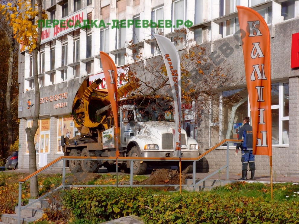 Посадка и пересадка крупномерных деревьев