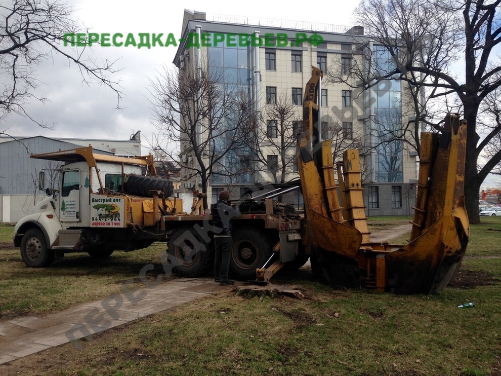 Посадка и пересадка крупномерных деревьев