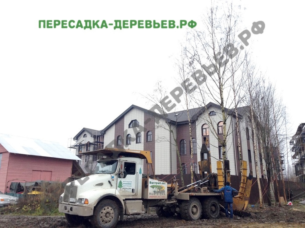 Посадка и пересадка крупномерных деревьев