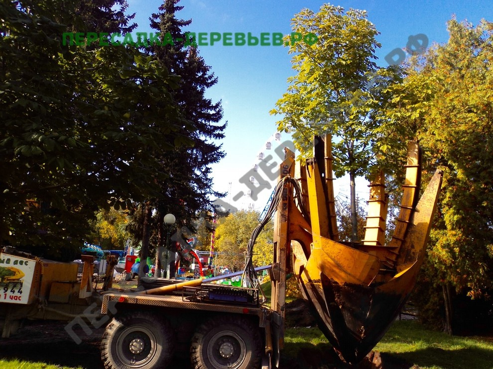 Посадка и пересадка крупномерных деревьев