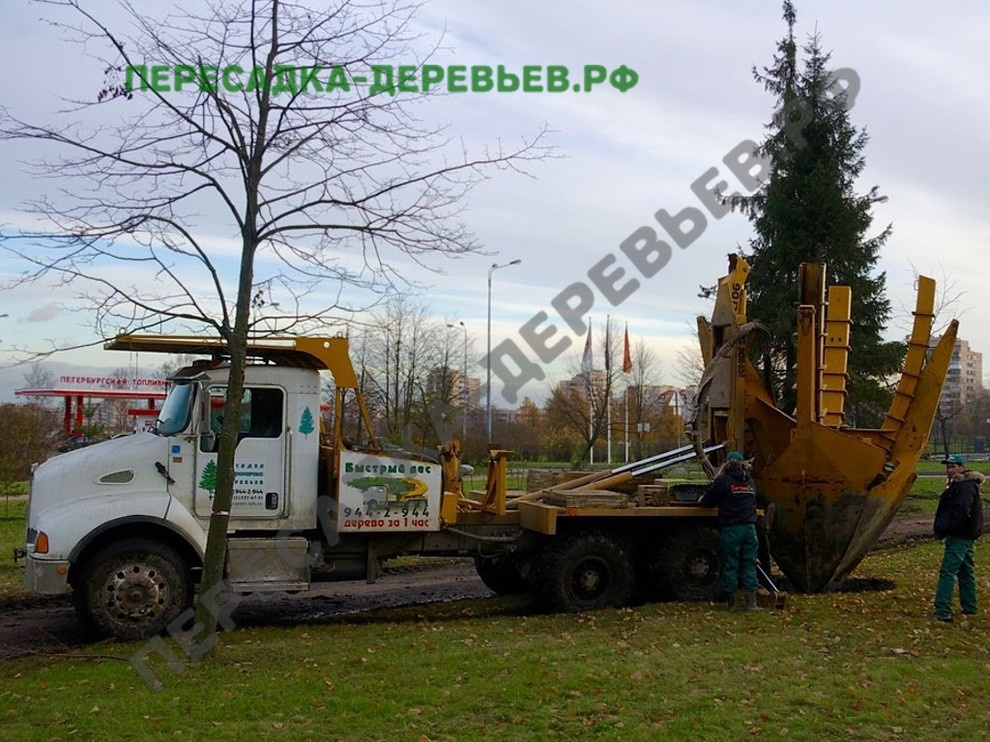 Посадка и пересадка крупномерных деревьев