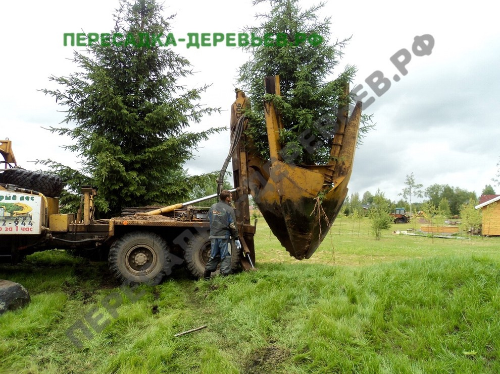 Посадка и пересадка крупномерных деревьев
