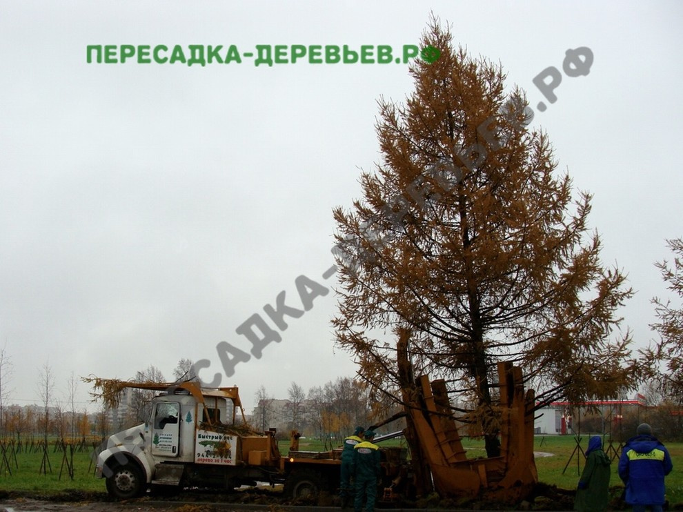 Посадка и пересадка крупномерных деревьев