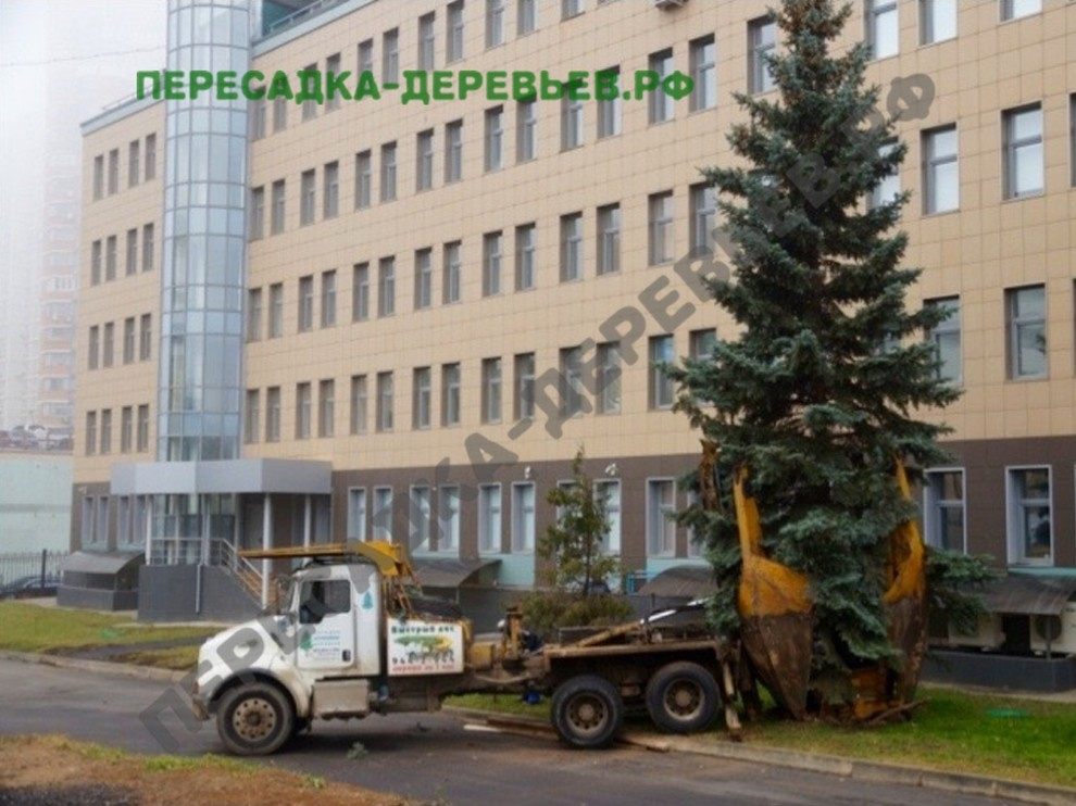 Посадка и пересадка крупномерных деревьев