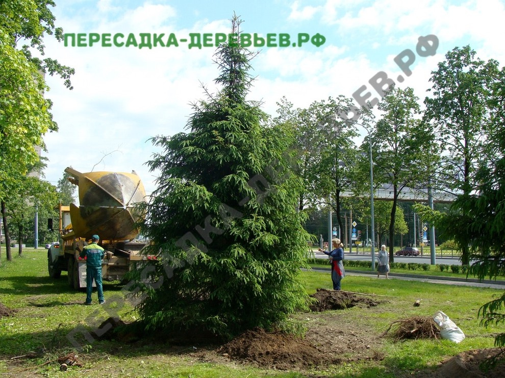 Посадка и пересадка крупномерных деревьев