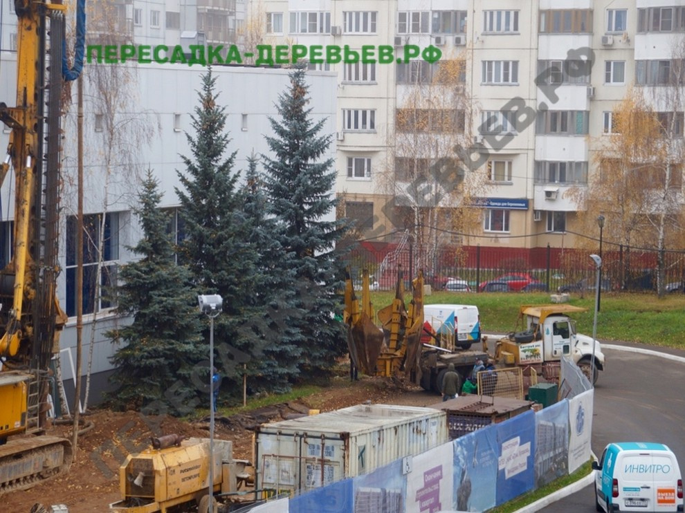 Посадка и пересадка крупномерных деревьев