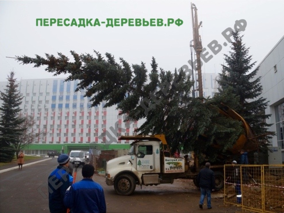 Посадка и пересадка крупномерных деревьев