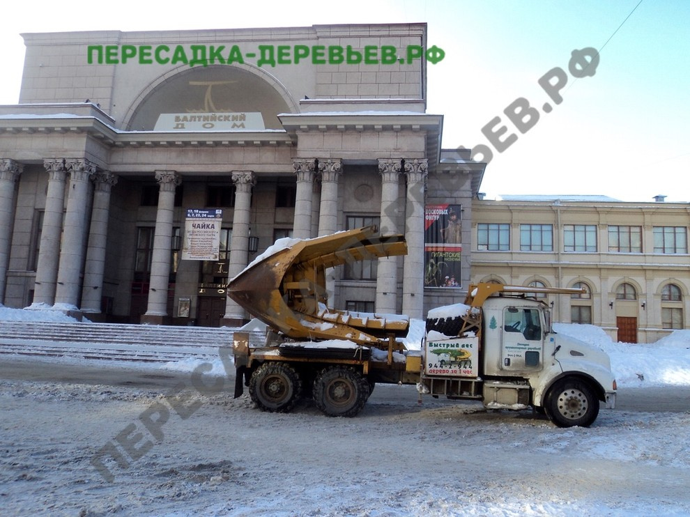 Посадка и пересадка крупномерных деревьев