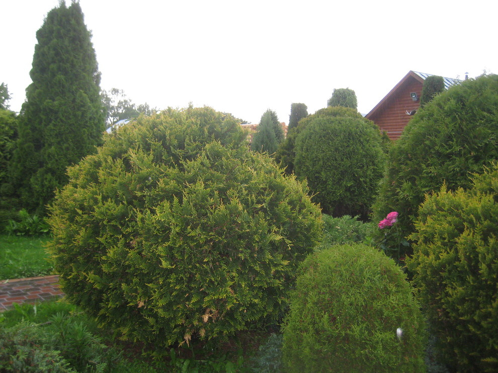 Хвойная идиллия