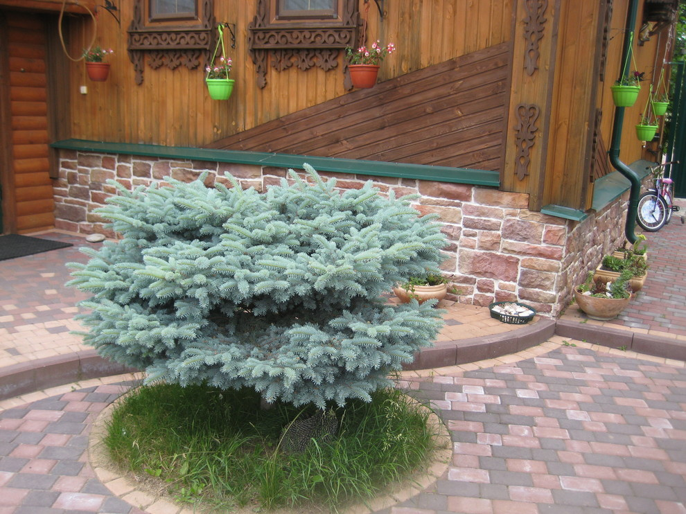 Хвойная идиллия