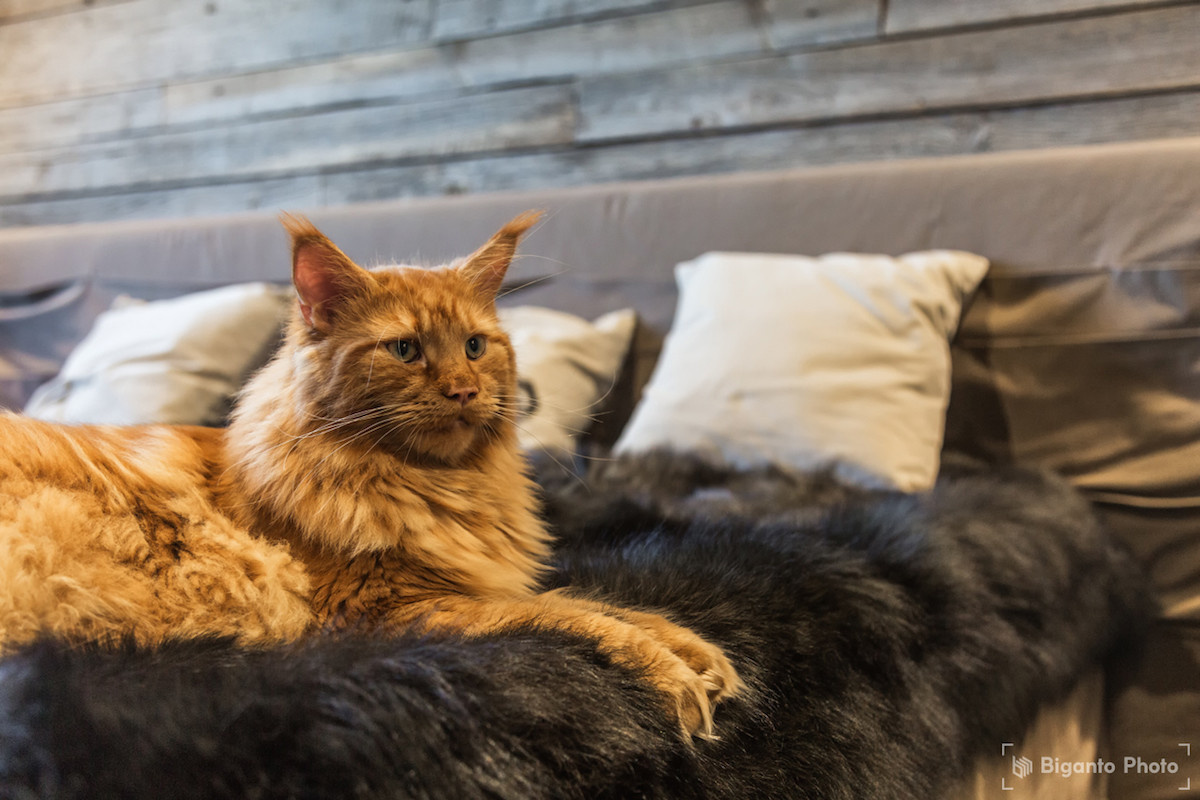 Альпийское шале