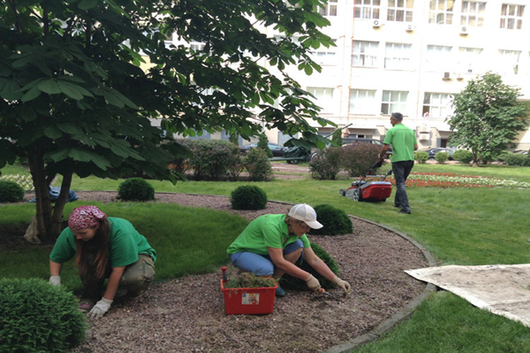 Озеленение