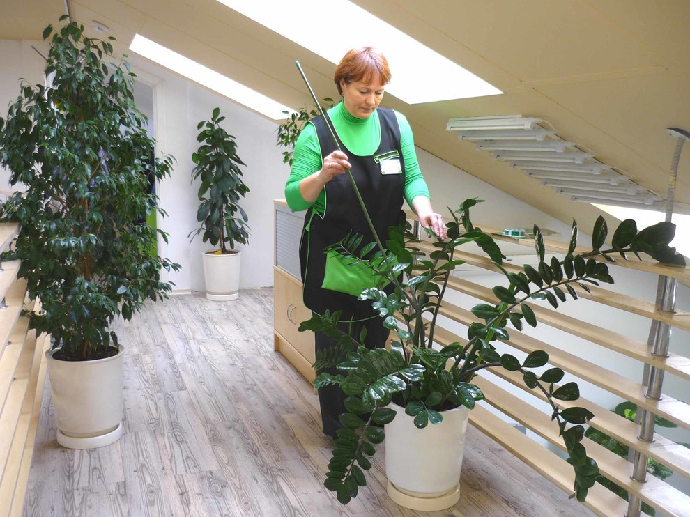 Озеленение интерьеров