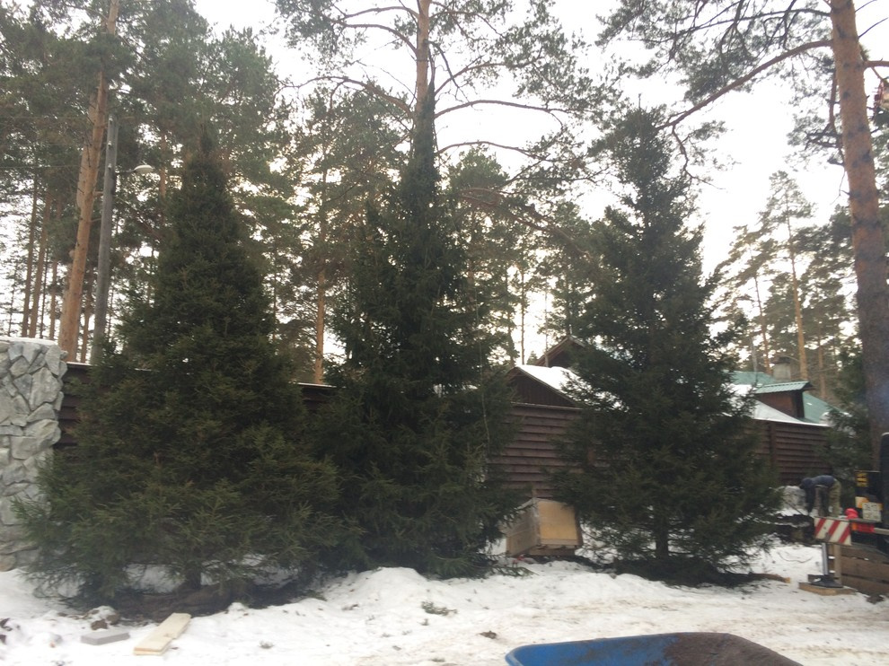 Посадка крупномеров