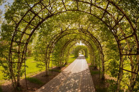 Озеленение поселка на Новой Риге