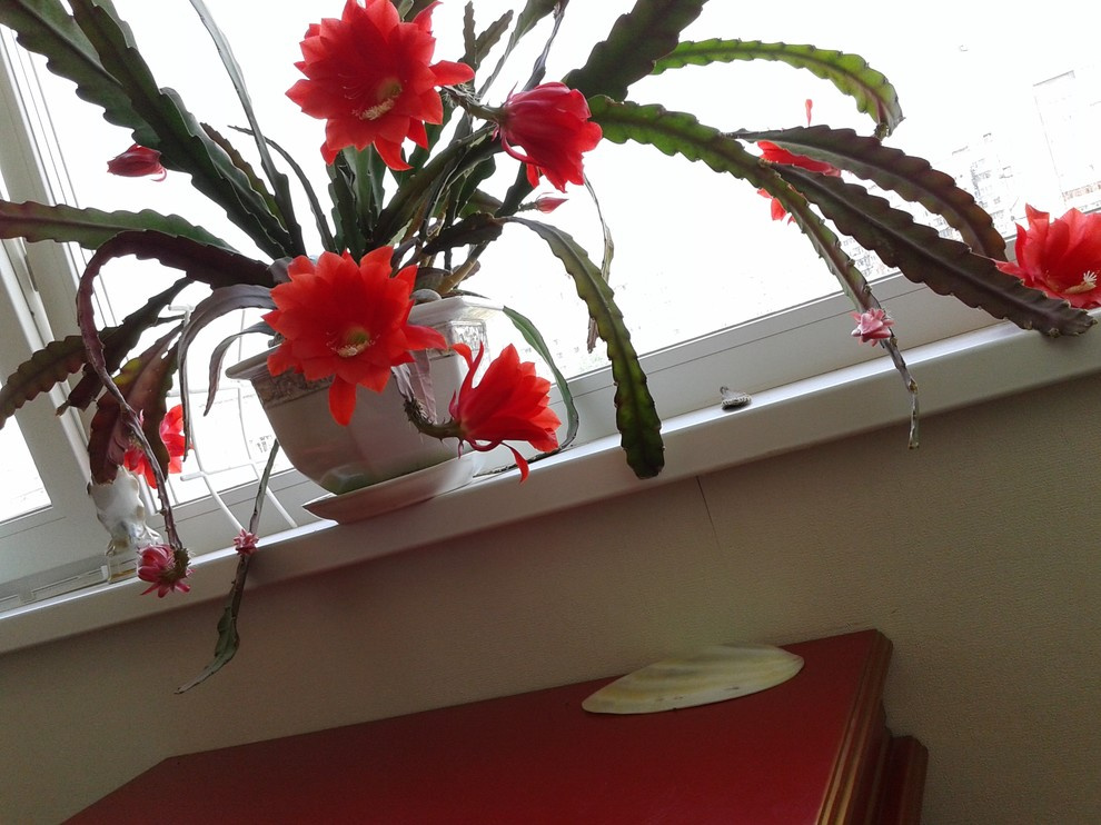 Мой маленький сад на присоединенной лоджии