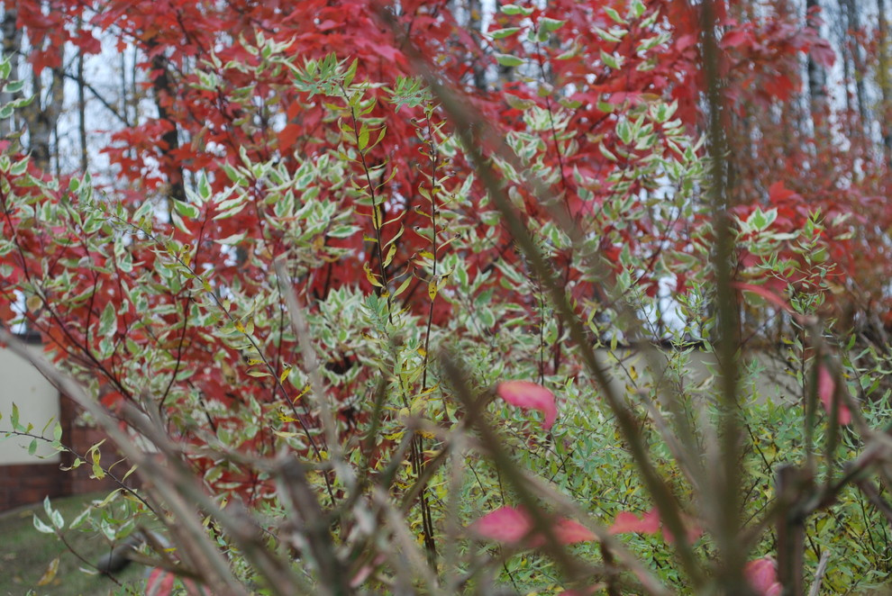 Сады по моим проектам. Осень.