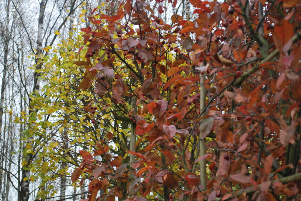 Сады по моим проектам.