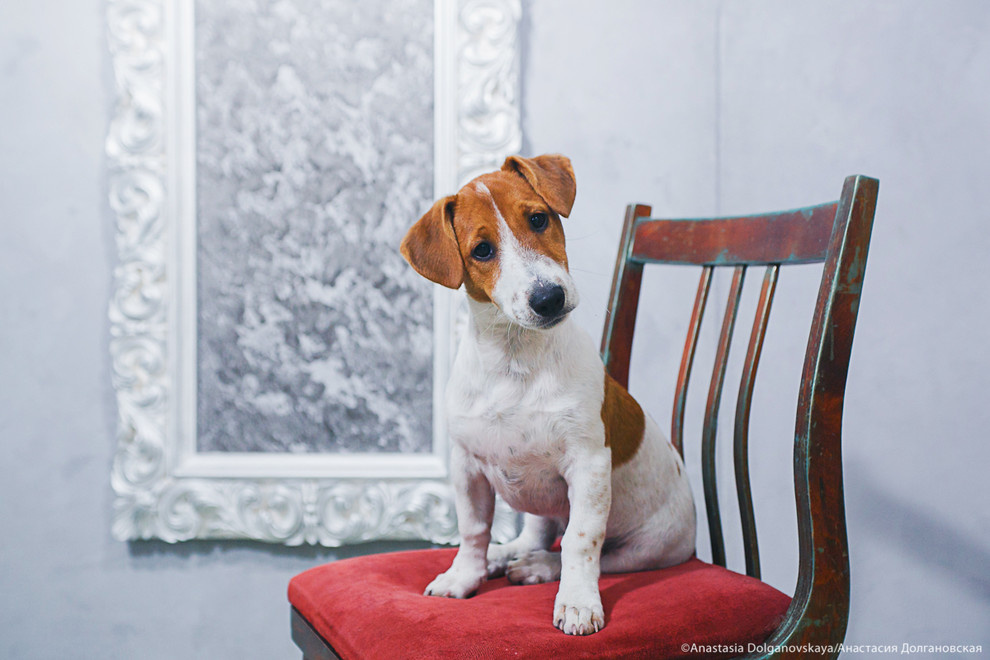 Животные и пространство