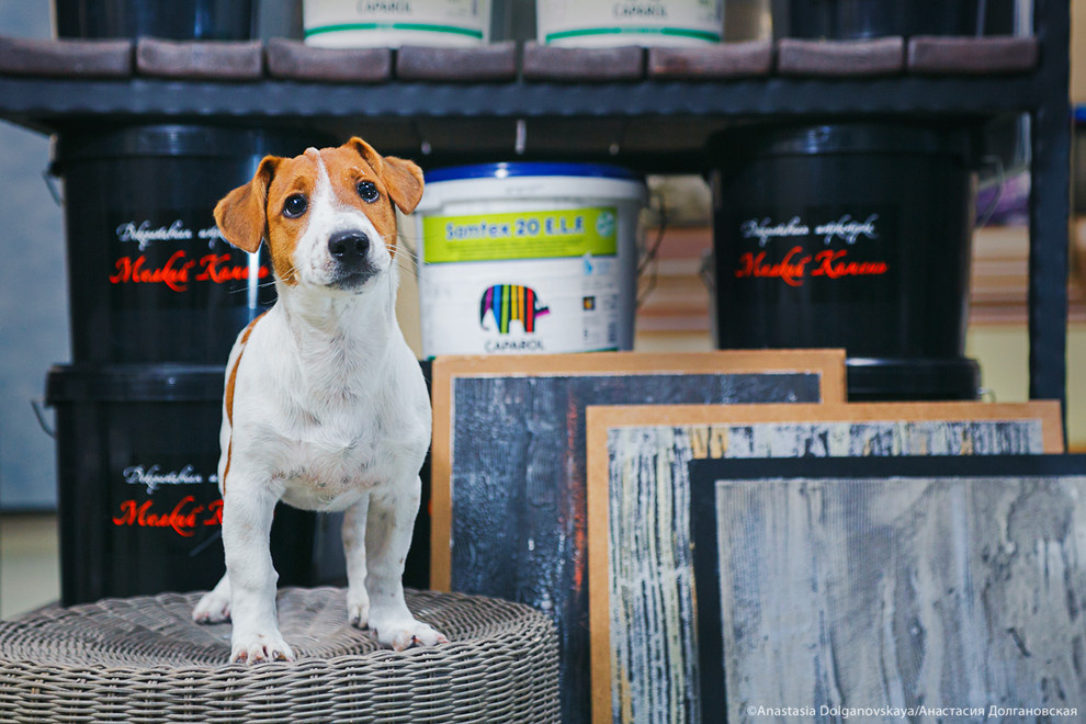 Животные и пространство