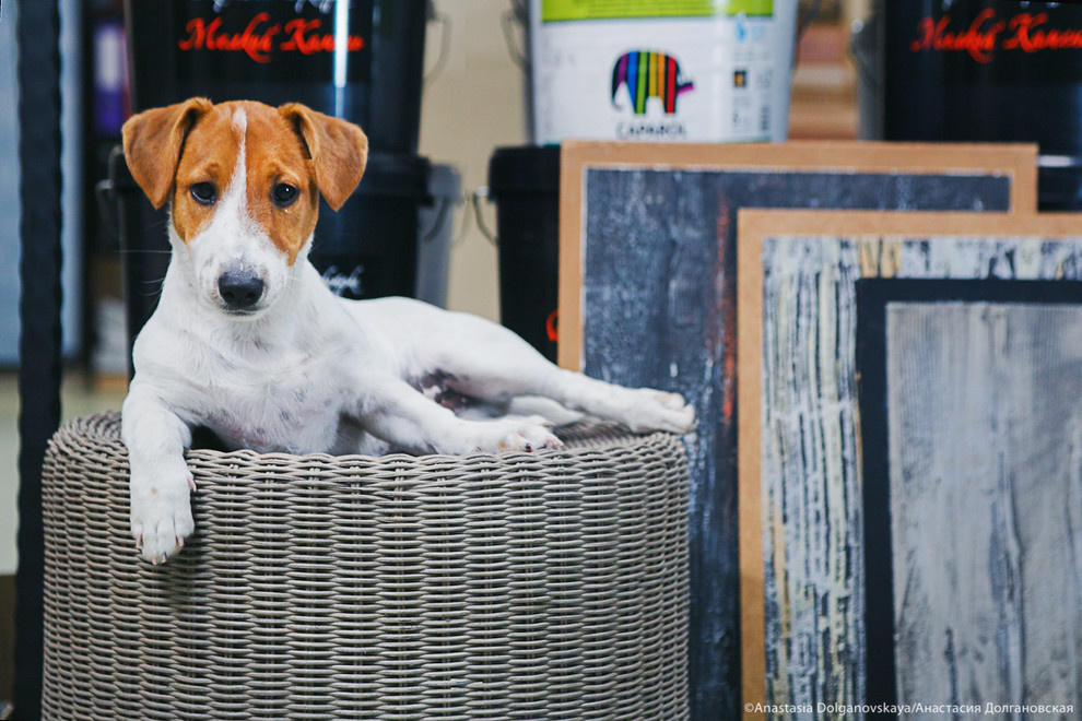 Животные и пространство