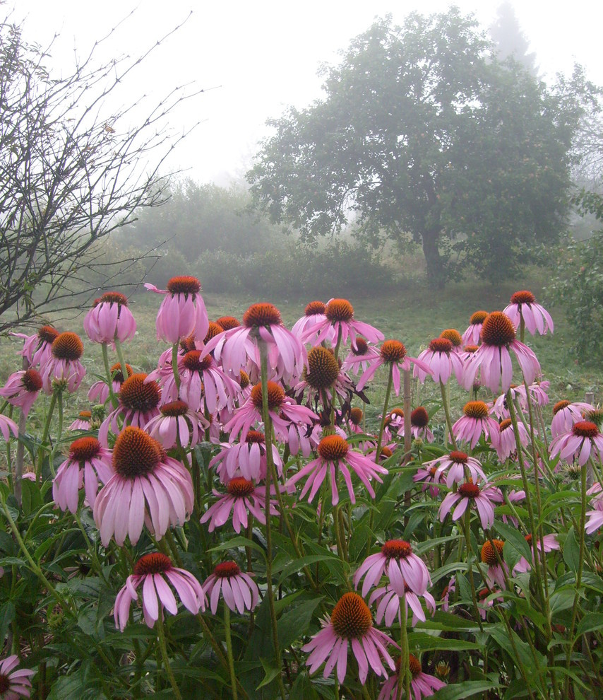 Обложка проекта: Лето