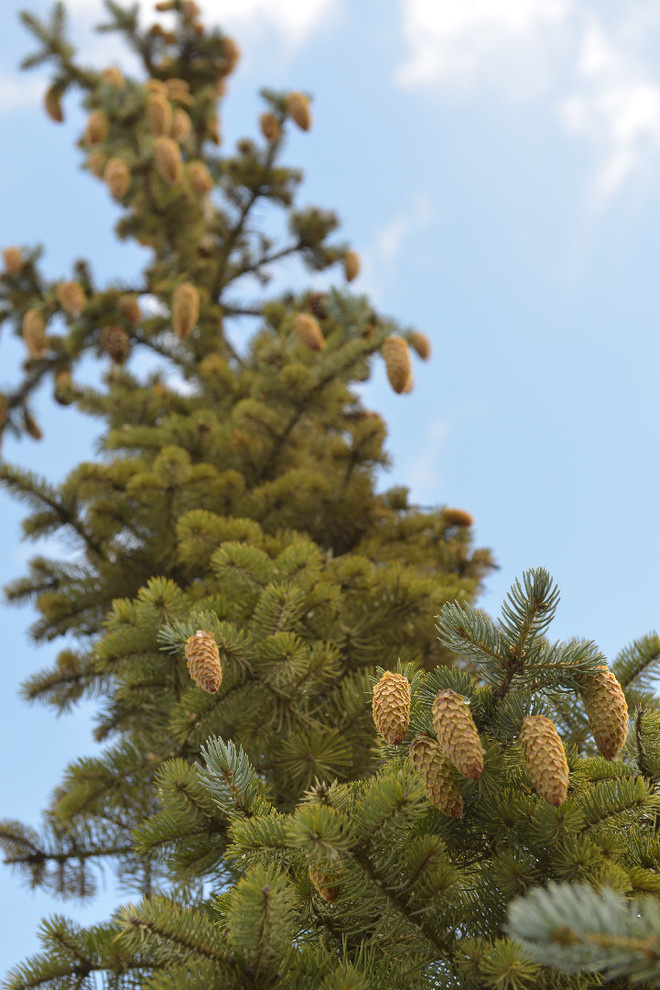 Наш питомник