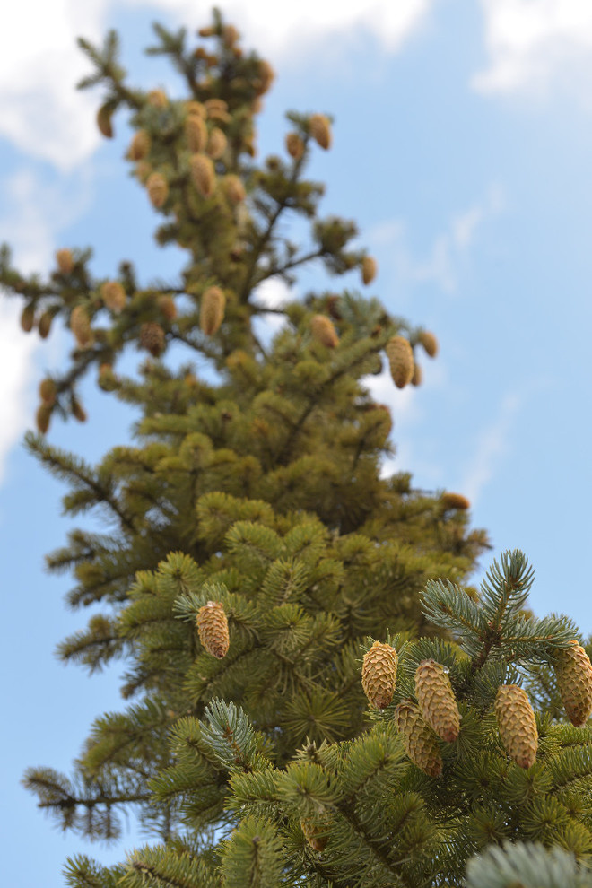 Наш питомник