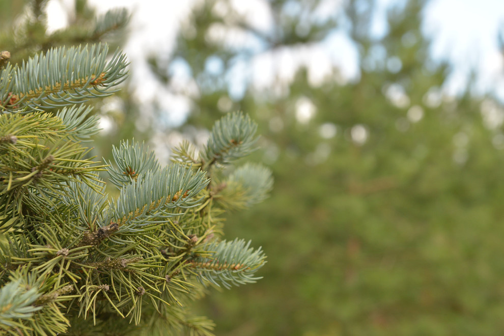 Наш питомник