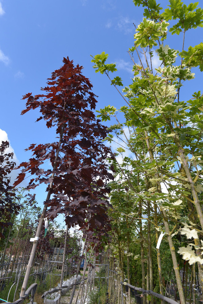 Наш питомник