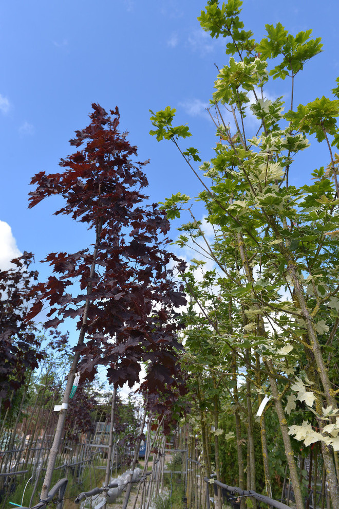 Наш питомник