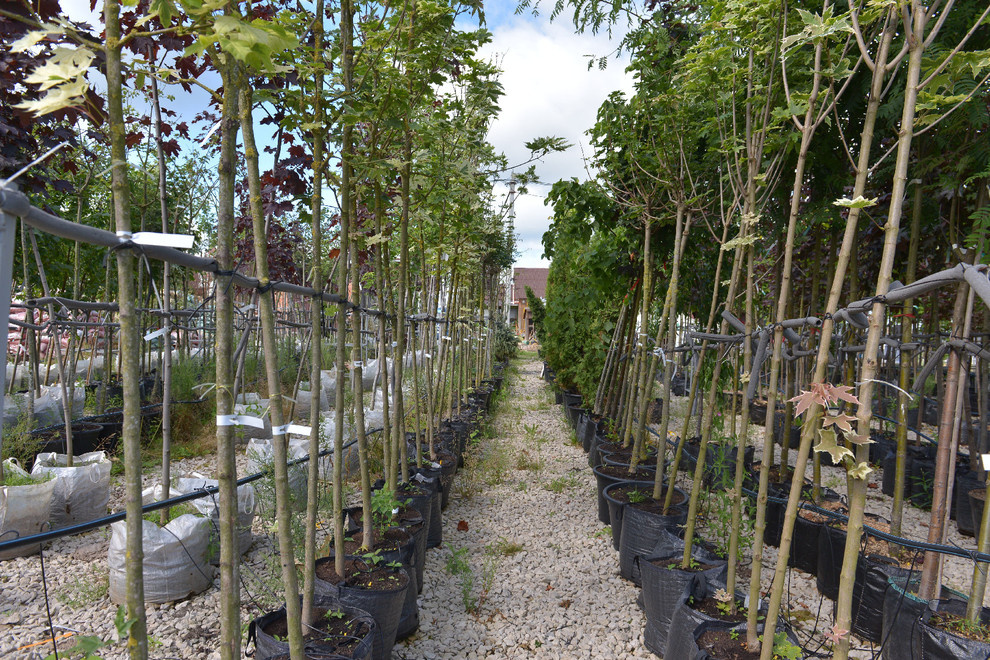 Наш питомник