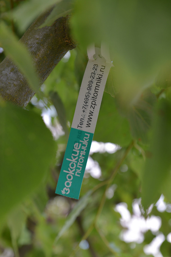 Наш питомник