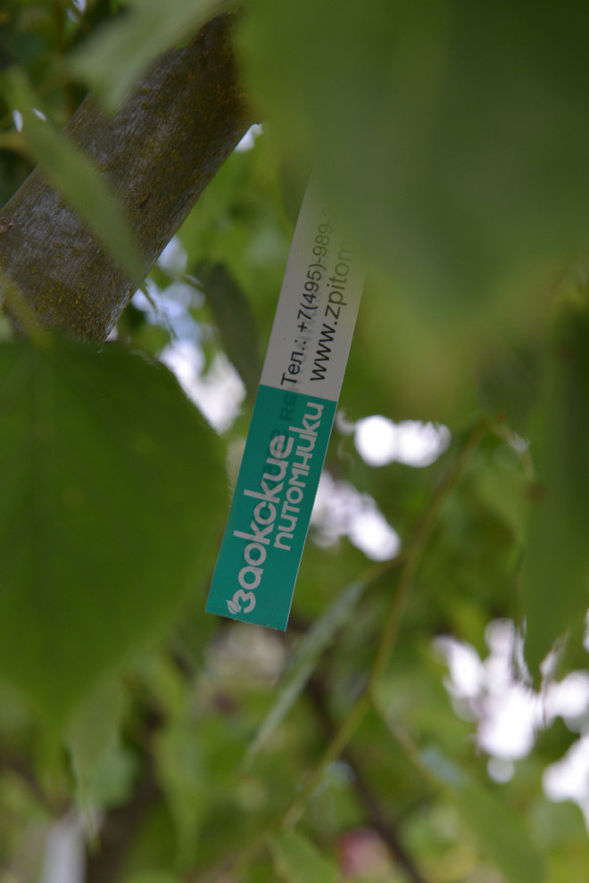 Наш питомник