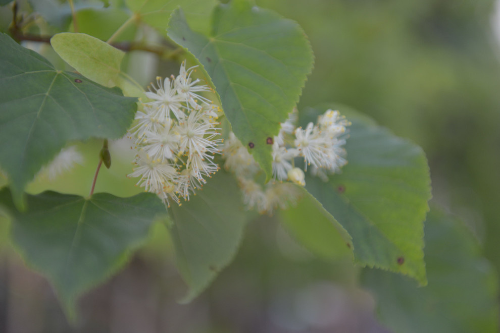 Наш питомник