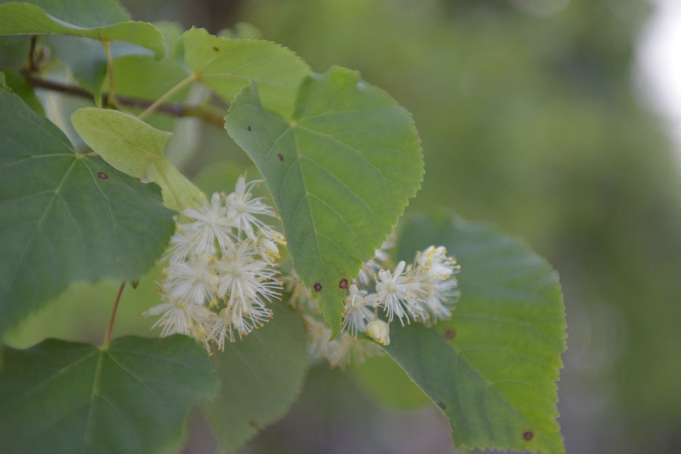 Наш питомник