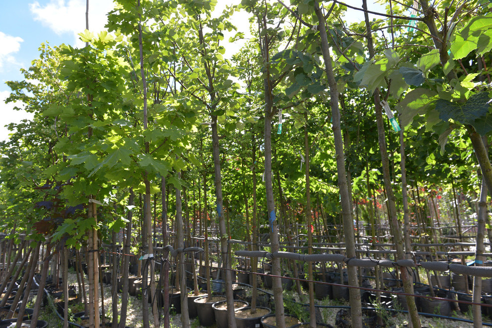 Наш питомник