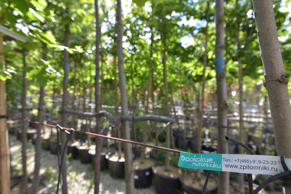 Наш питомник